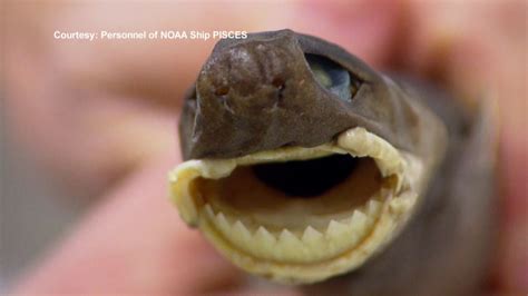 Cookiecutter shark dave the diver Community content is available under CC-BY-SA unless otherwise noted